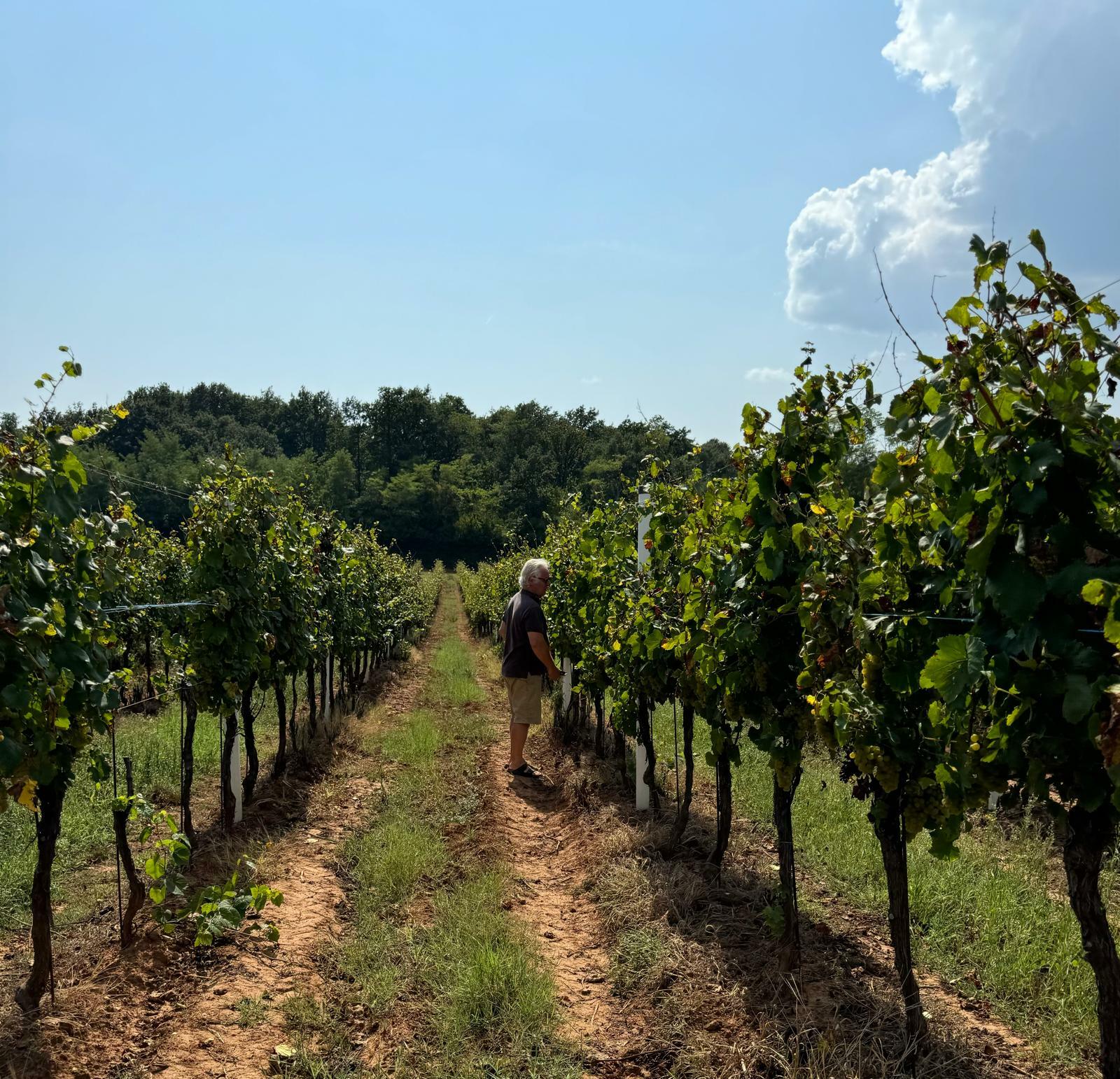 Sparkling wine fest O regiji